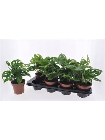 MONSTERA OBLIQUA