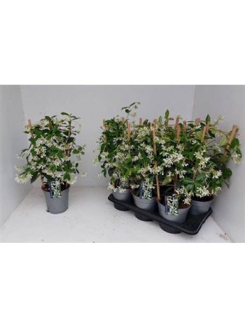 TRAC JASMINOIDES