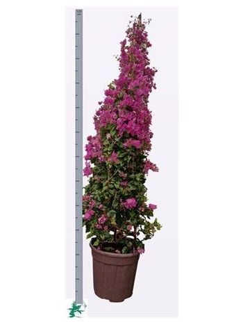BOUGAINV ALEXANDRA
