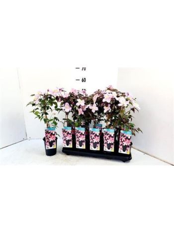 CLEM MO TETRAROSE