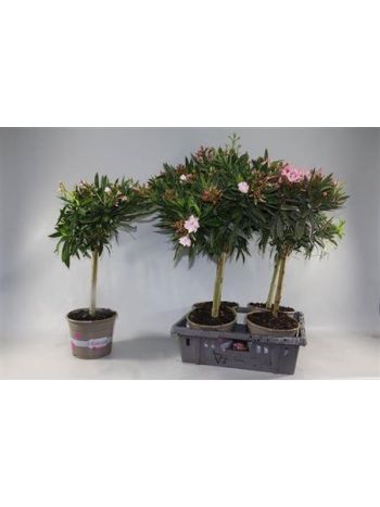 NERIUM OLEANDER TÖRZSES