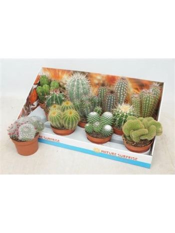CACTUS GEM *11 DOBOZOS