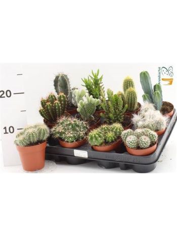 CACTUS GEM