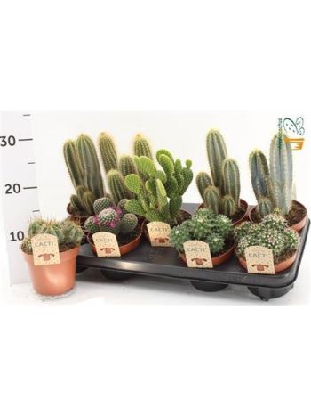 CACTUS GEM