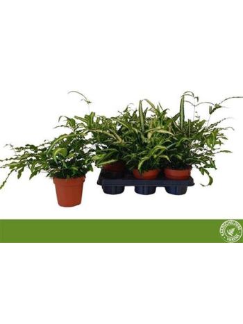 PTERIS ALBOLINEATA