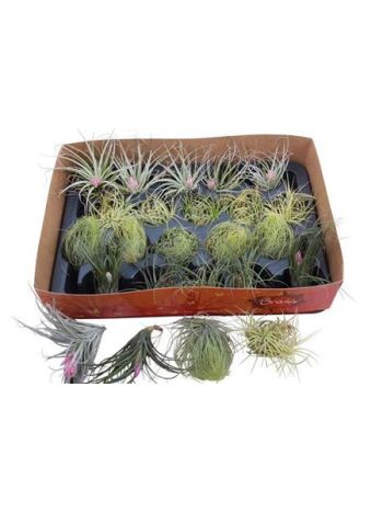TILL AIRPLANT MIX