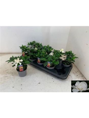 GARDENIA JASMINOIDES