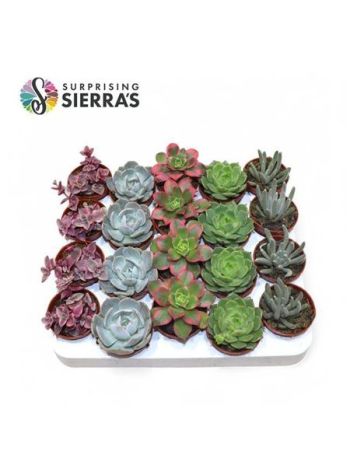 SUCC MIX