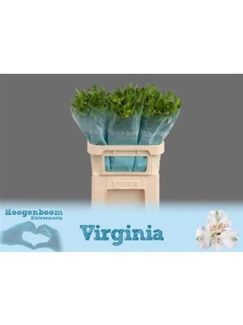 ALSTR VIRGINIA