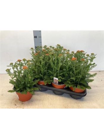 ACHI MILLEFOLIUM