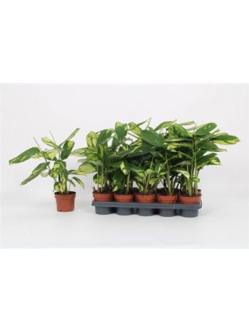 CALAT CTENANTHE