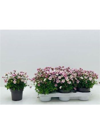 SAXIF AR ALP ROSE