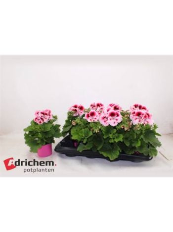 PEL GR PINK CIRMOS