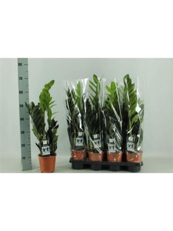 ZAMIOCULCAS RAVEN