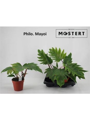 PHIL MAYOI