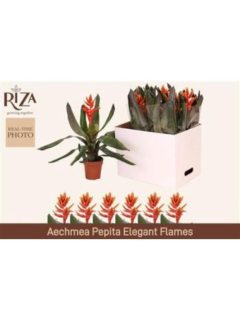 AECH PE ELEGANT FLAM