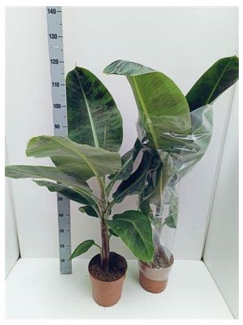 MUSA DWARF CAVENDISH