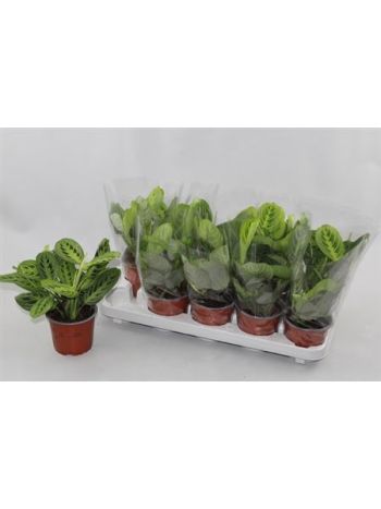 MARANTA LEMON