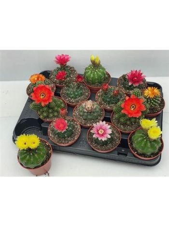 CACTUS VIRÁGZÓ