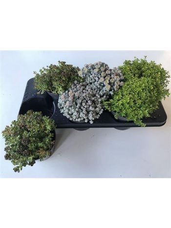 SEDUM MIX