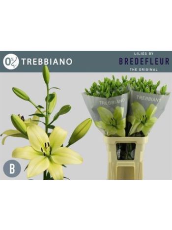 LI LA TREBBIANO 90CM