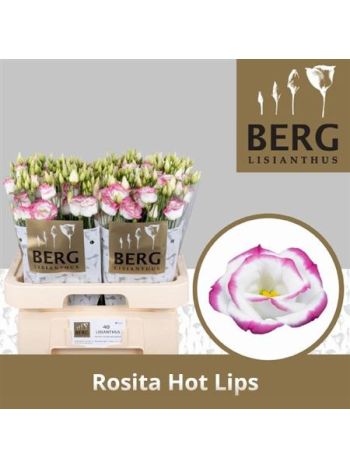 EUS G ROSI HOT LIPS