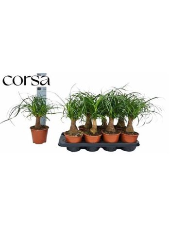 NOLINA BEAUCARNEA RECUR