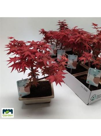 BONSAI ACER