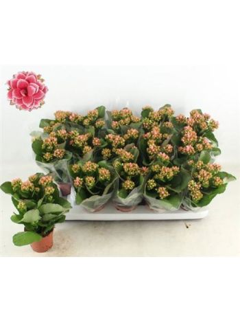 KAL GE ROSE FL ESME