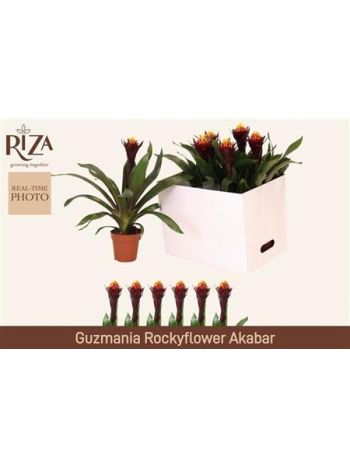 GUZM AKABAR