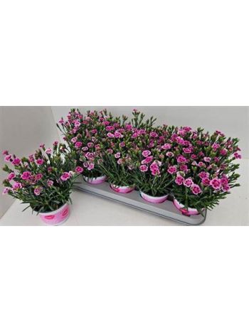 DIANTHUS PINK KISSES