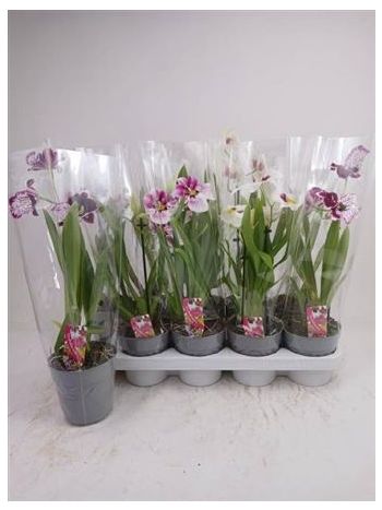 MILTONIA MIX