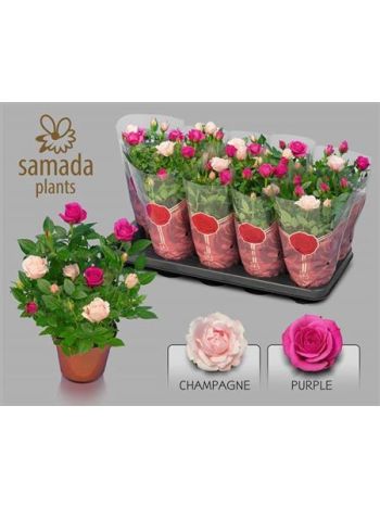 ROSA MIX 2 SZÍNŰ