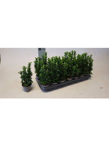 EUONYMUS JA GR SPIRE