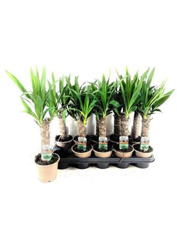 YUCCA 1 TÖRZSES