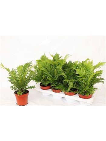 BLECHNUM SILVER LADY