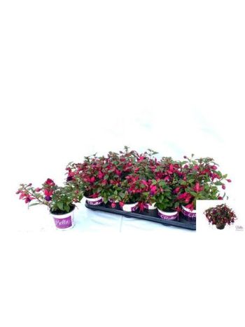 FUCHSIA B F SOILA