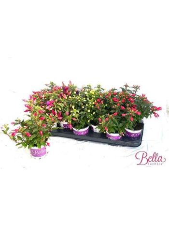 FUCHSIA B F GEM