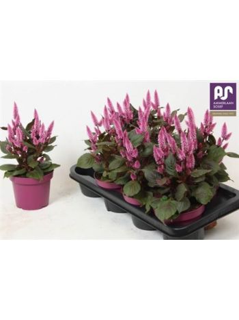 CEL WILD PINK