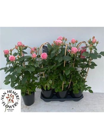 ROSA FLORIBUNDA DOLCE SELECT