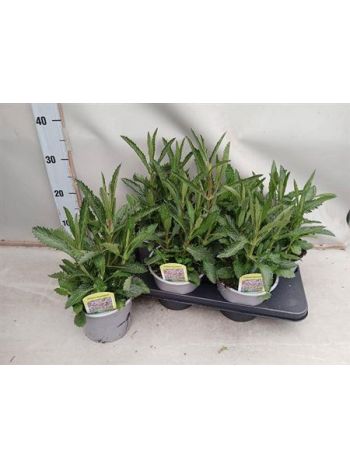 VERBE BONARIENSIS