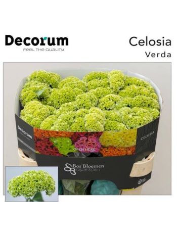 CEL C ACT VERDA