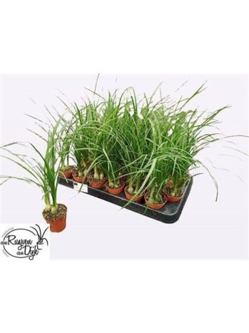 NOLINA BEAUCARNEA RECUR