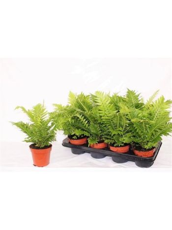 BLECHNUM SILVER LADY
