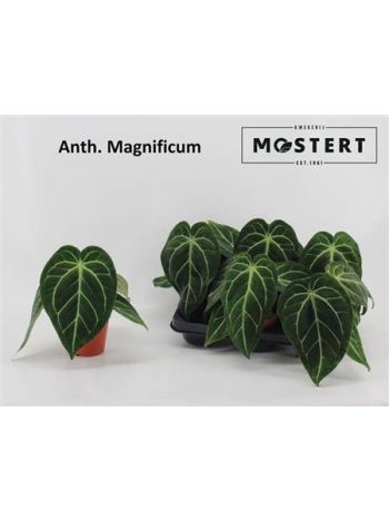 ANTH MAGNIFICUM