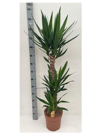 YUCCA 3 TÖRZSES