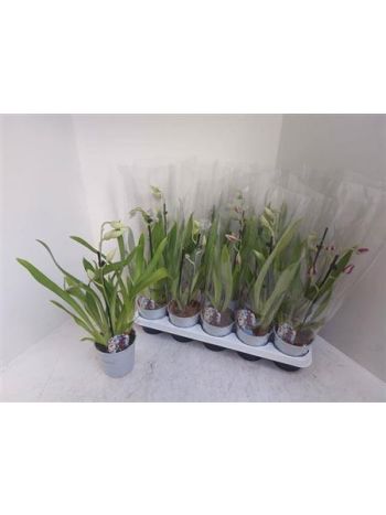 MILTONIA MIX