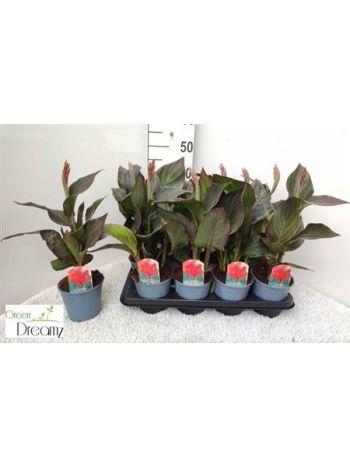 CANNA PACIFIC BEAUTY