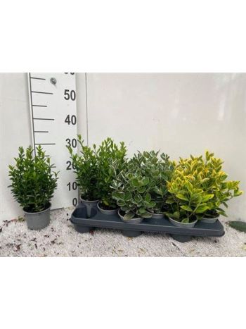EUONYMUS JAP GEM