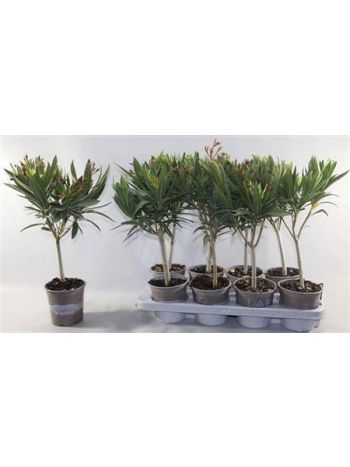 NERIUM OLEANDER OV